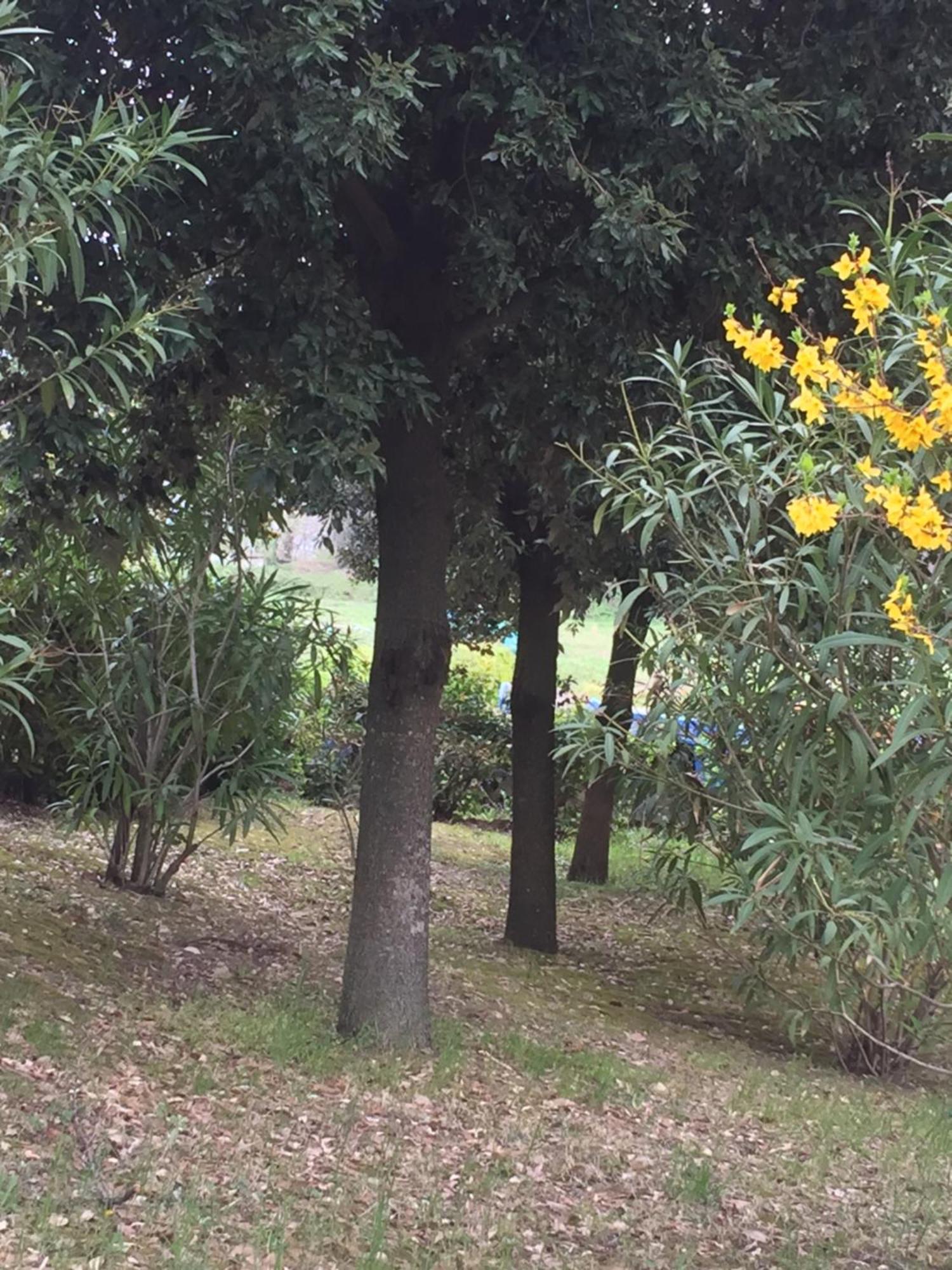 Appartamento Dell Agriturismo Pane E Olio Todi Exteriör bild
